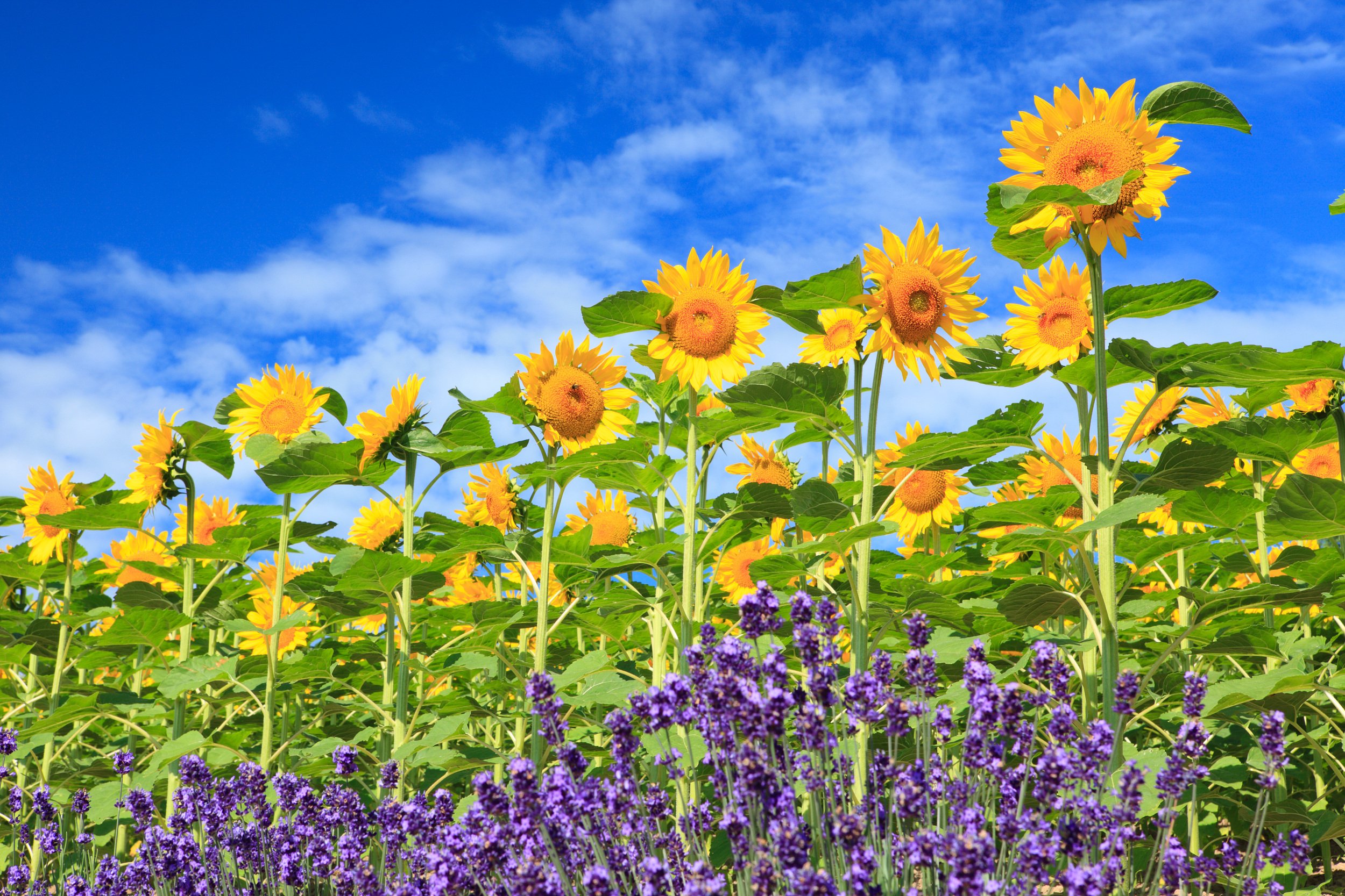 🌸 꽃의 땅 가미후라노(플라워랜드 가미후라노) 이미지 8